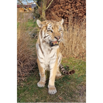Fantastische opgezette Siberische of Amur tijger, opgezette tijger